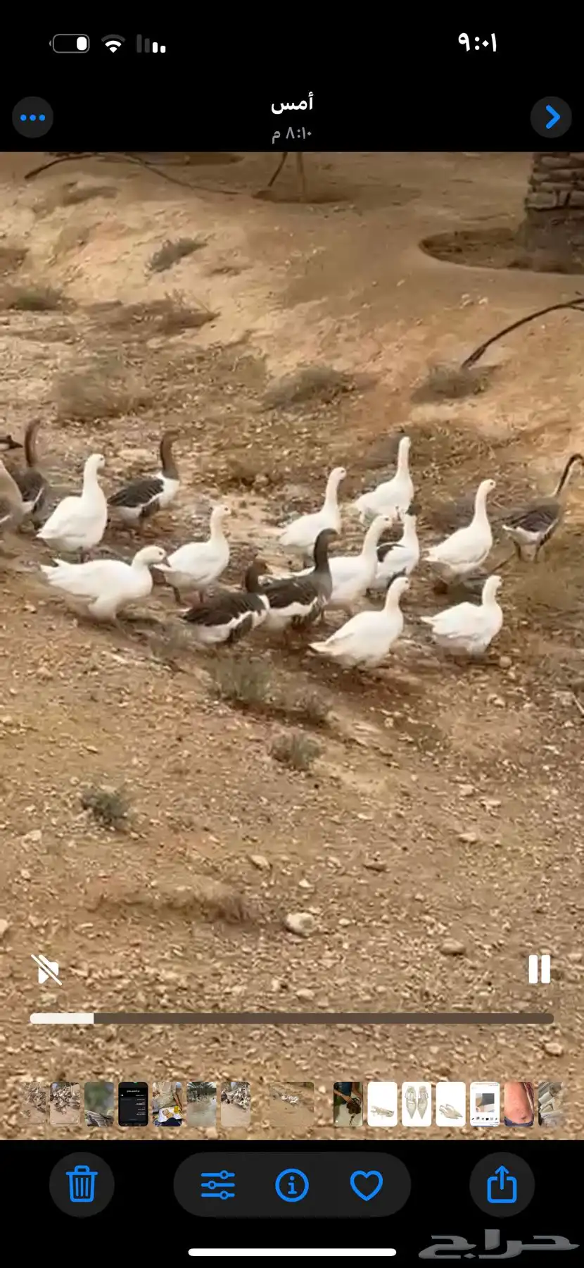بط عراقي للبيع (بالحبه والجمله ) 0