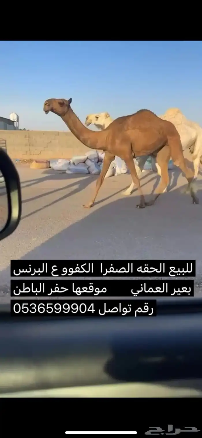 للبيع الحقه الصفرا ع البرنس بعير العماني 1