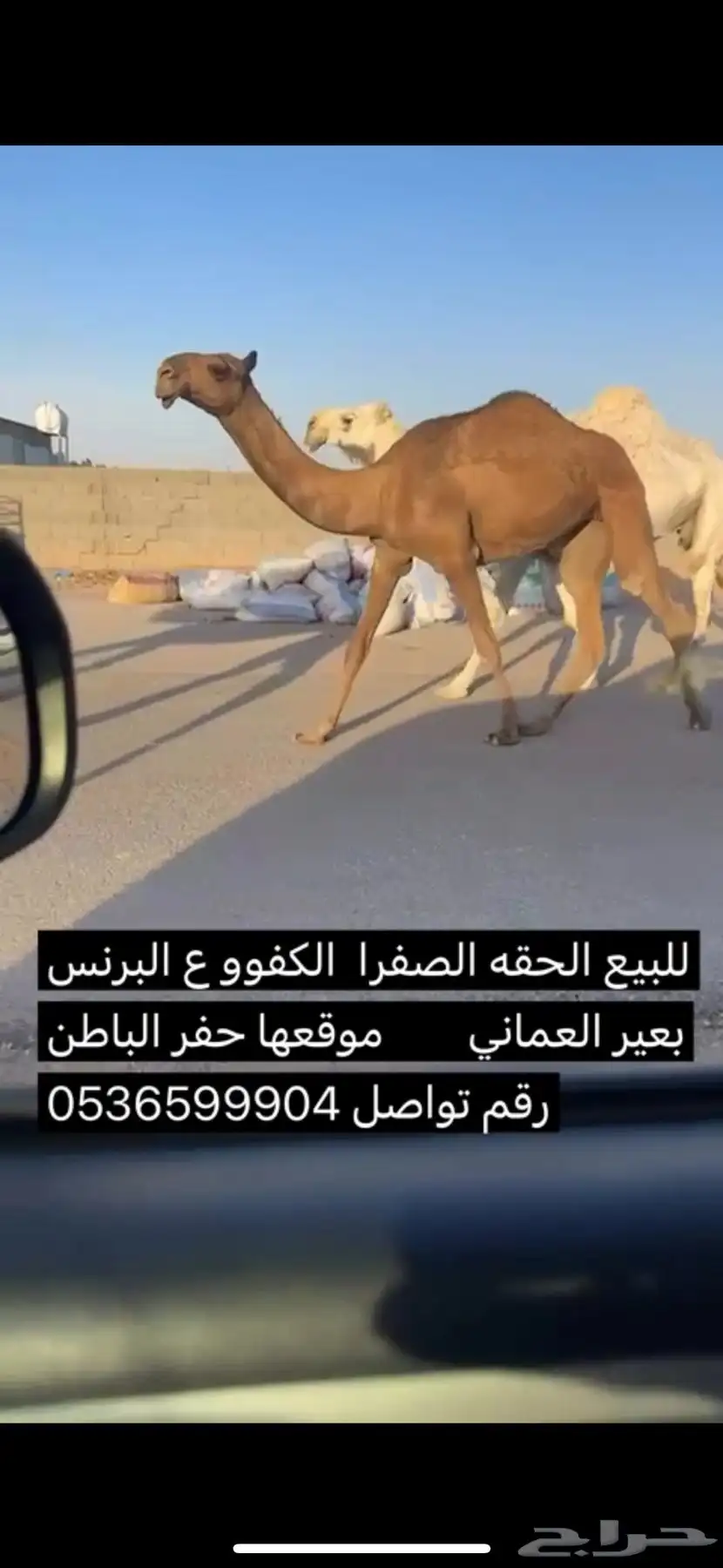 للبيع الحقه الصفرا ع البرنس بعير العماني 1