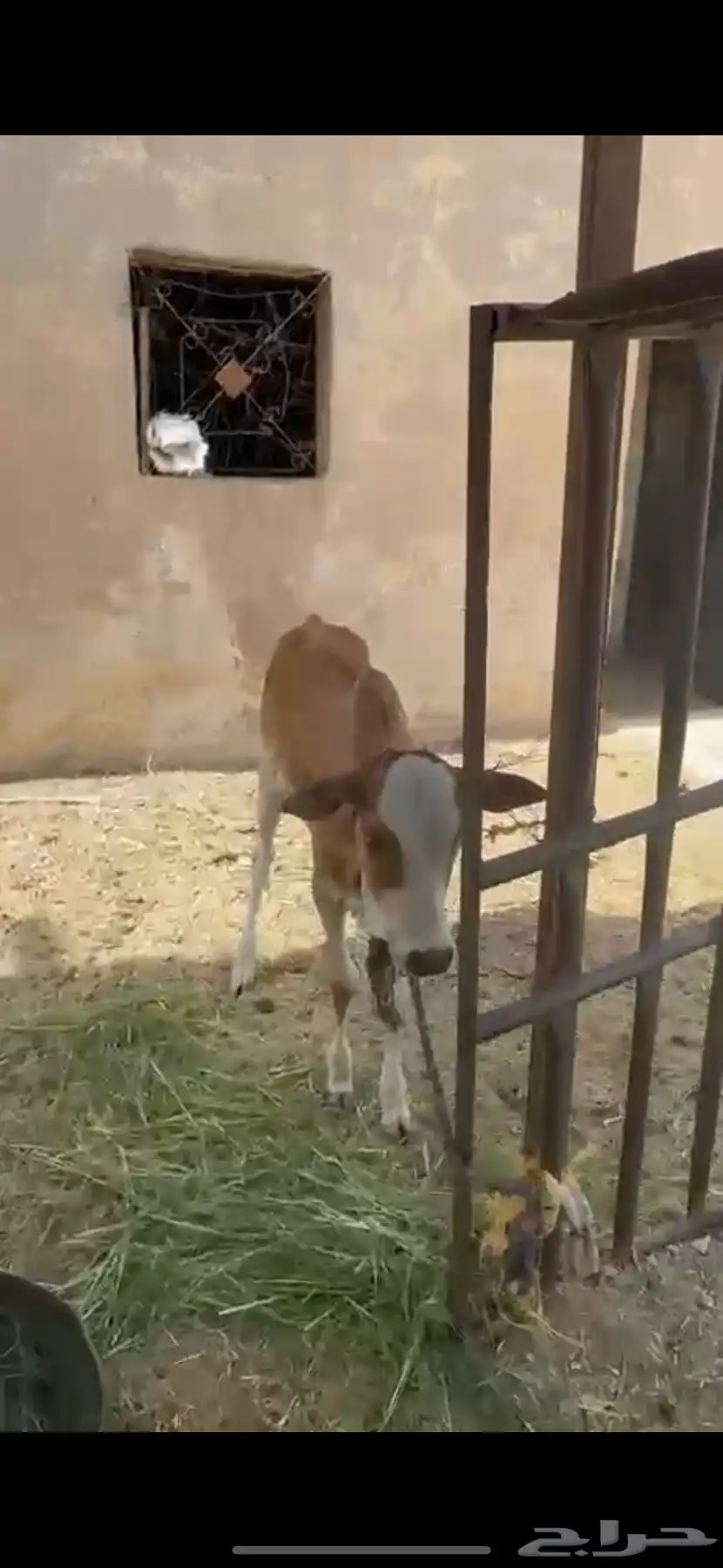 بقره كفو عليها حسيله 2