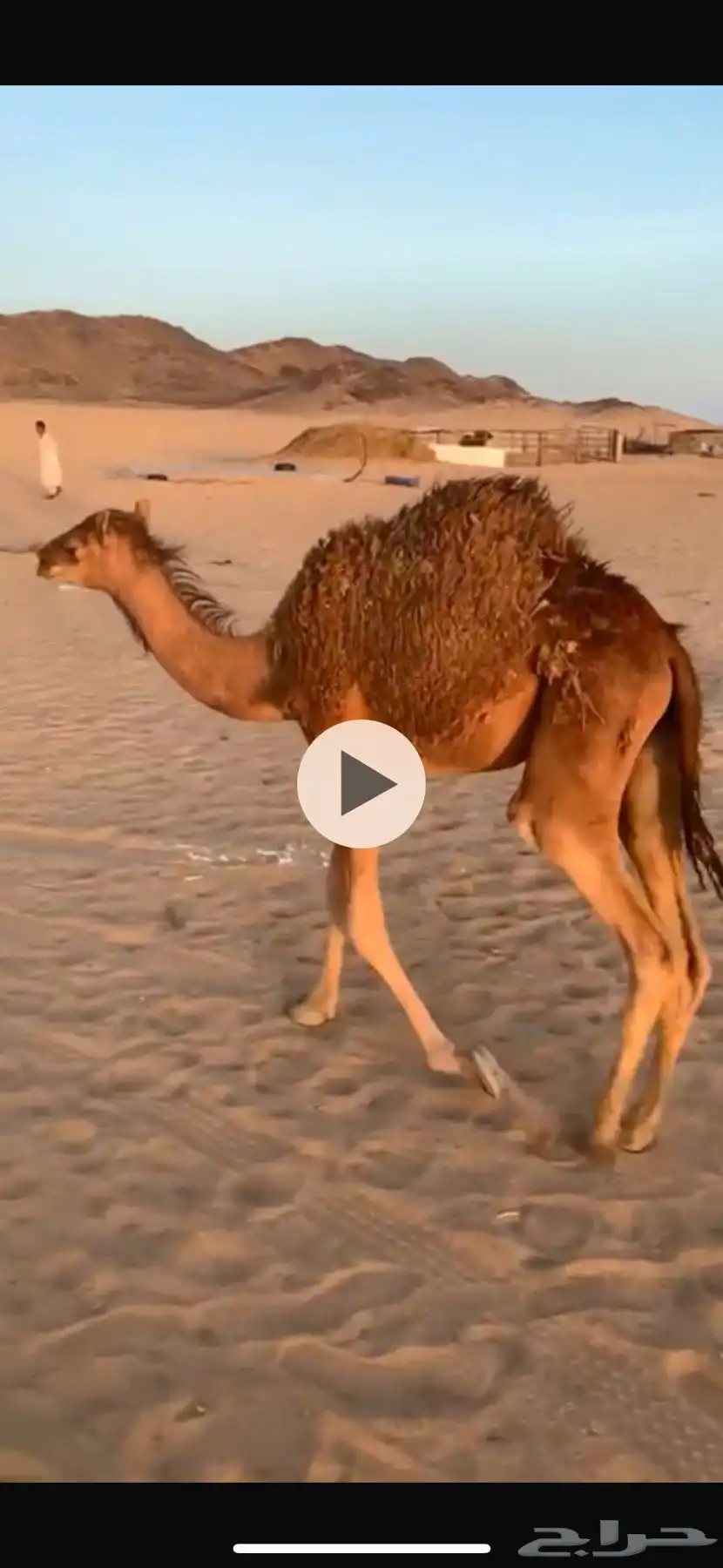 للبيع حوار 4 شهور 0