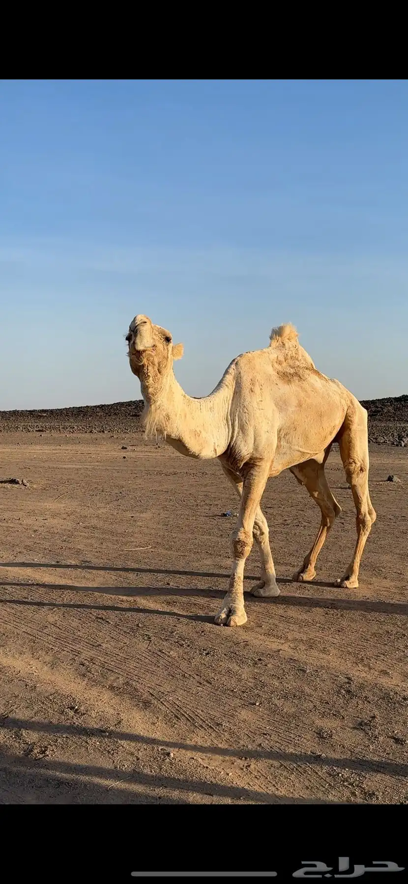 للبيع جمل رماني على فهيام الفصام 1