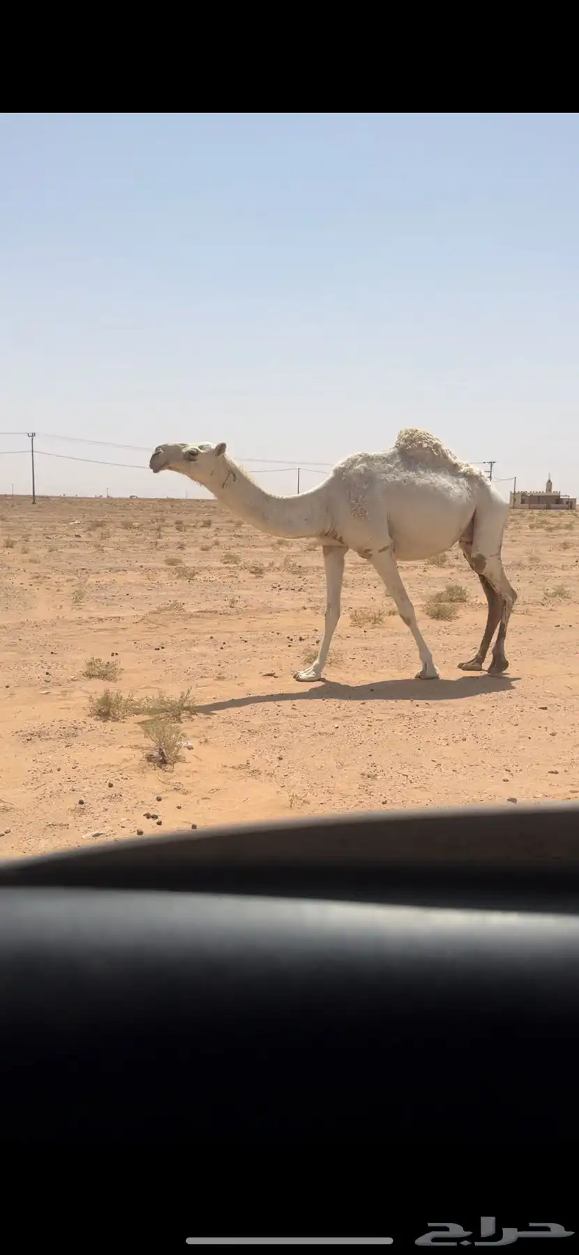خلفه بكر وبكره ثنيه 1