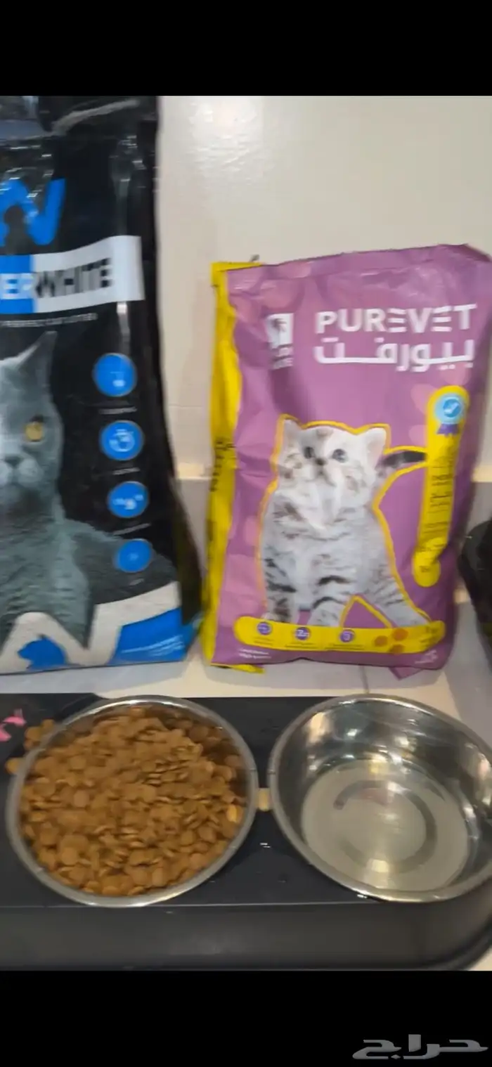 قطة صغيرة للبيع مع اغراضها 1