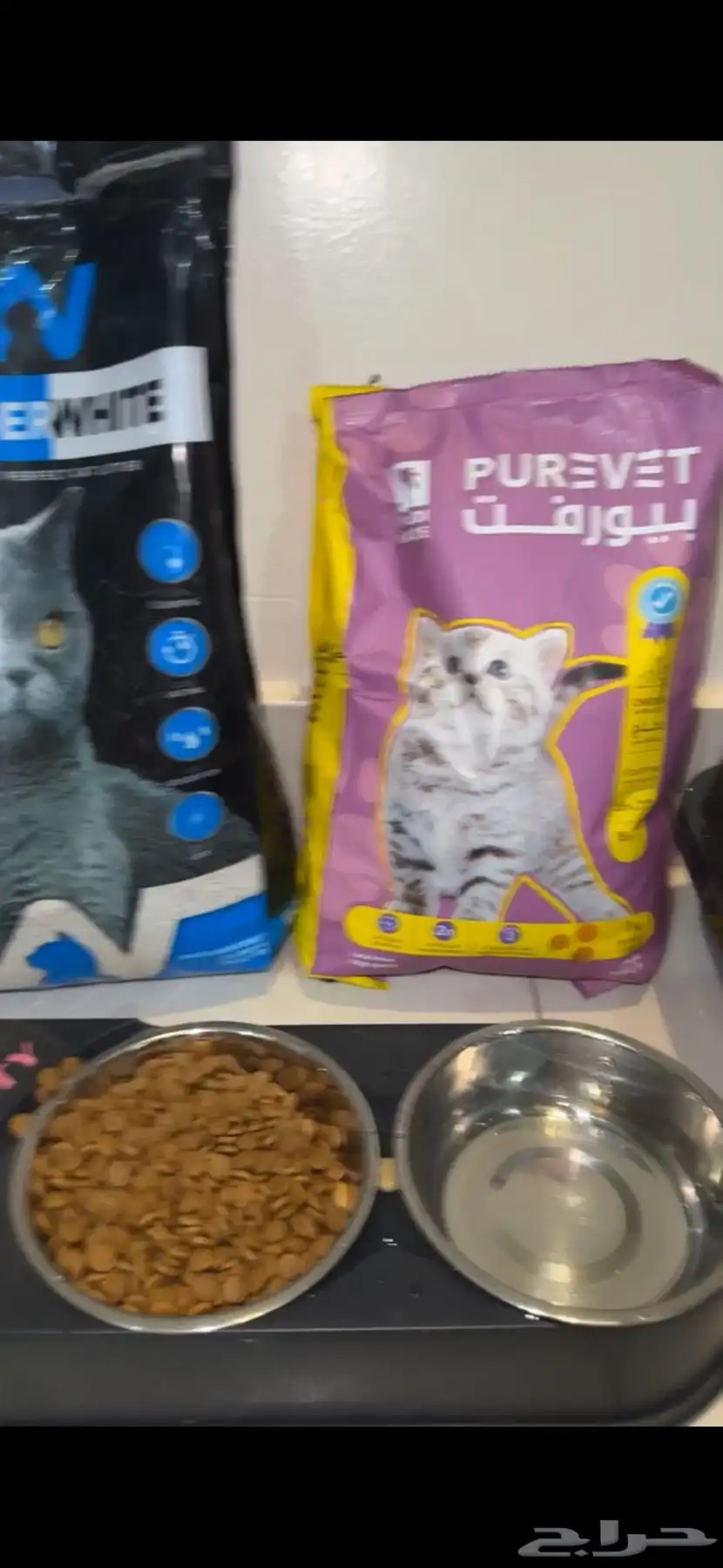 قطة صغيرة للبيع مع اغراضها 1