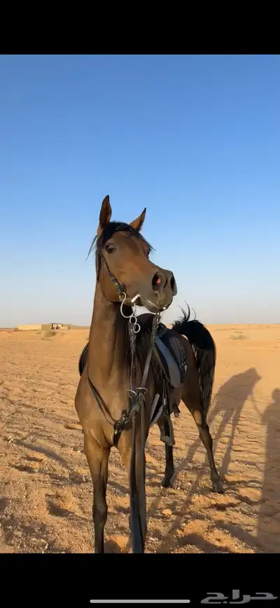 فرس شيخه للبيع 1