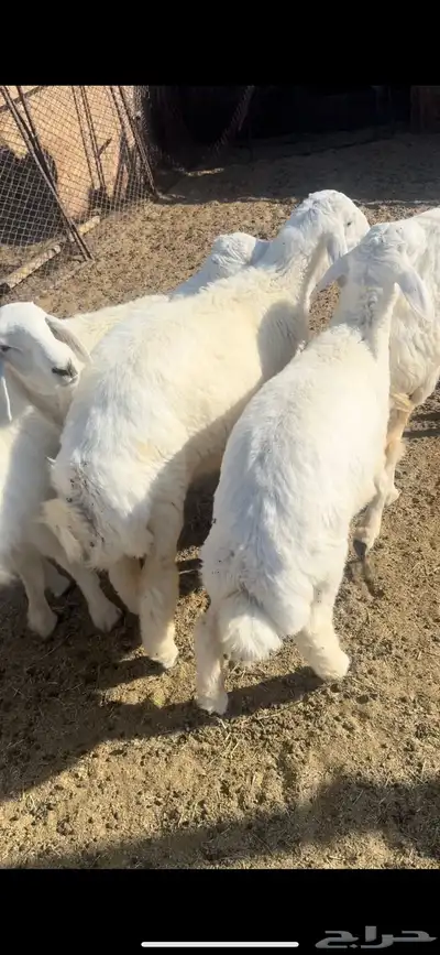 ذبايح طليان وتيوس وجفار 3