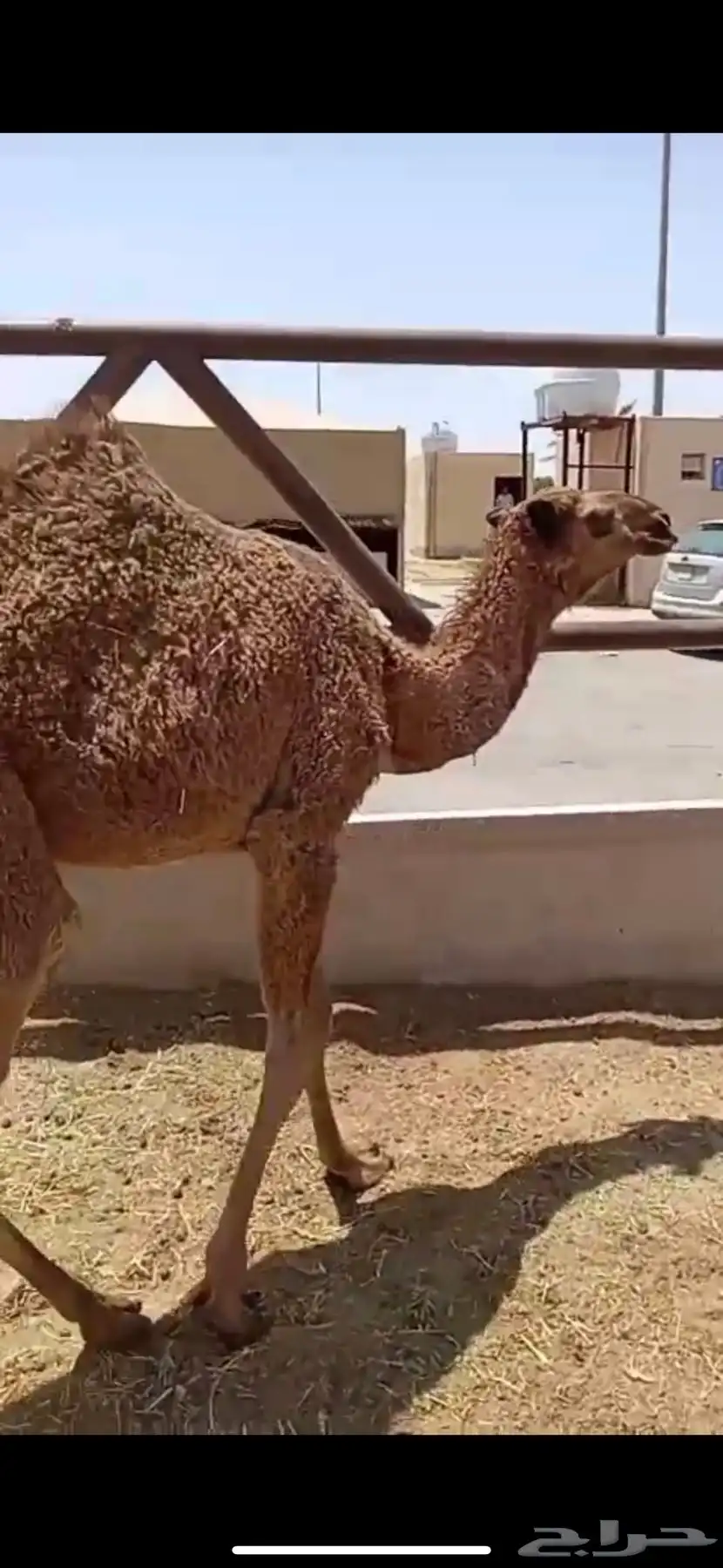 بكره شعلا 2