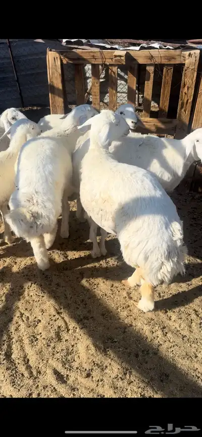 ذبايح طليان وتيوس وجفار 0