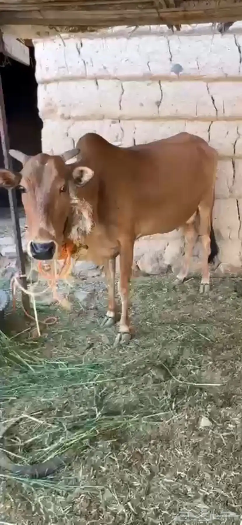 بقره كفو عليها حسيله 0