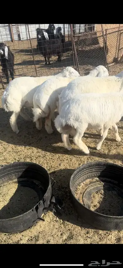 ذبايح طليان وتيوس وجفار 2