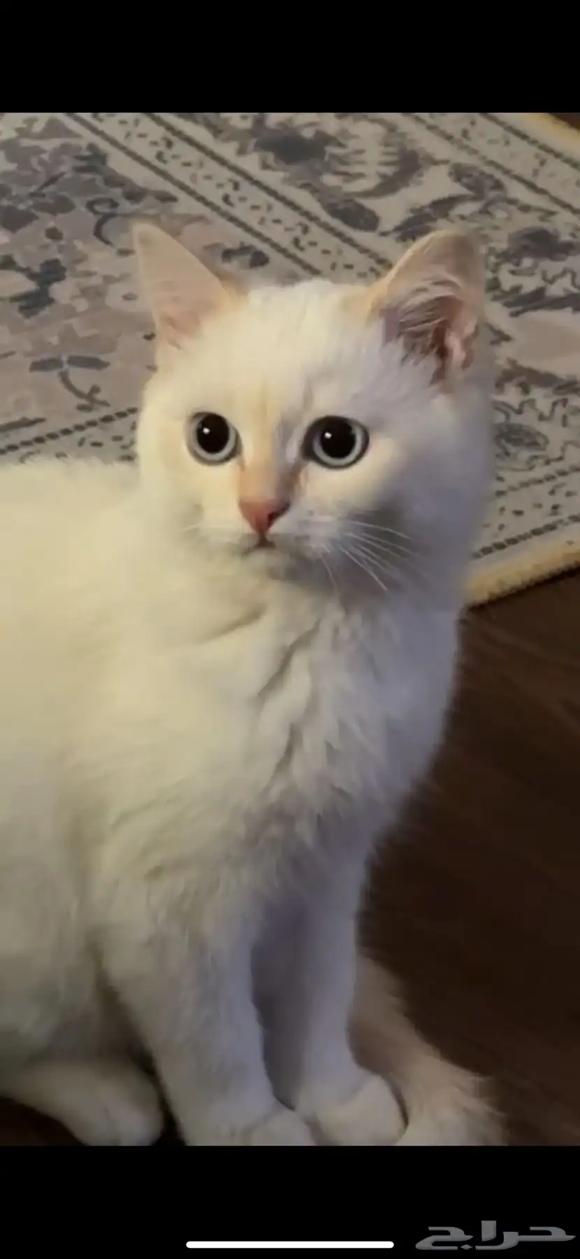 قط بريطاني طالب تزاوج 0