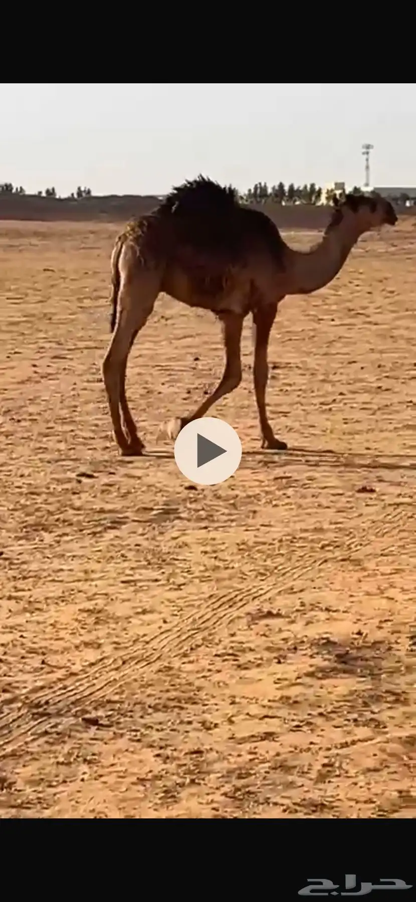 مفرود حاشي قعود 1