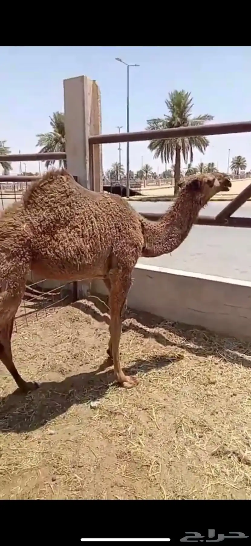 بكره شعلا 1