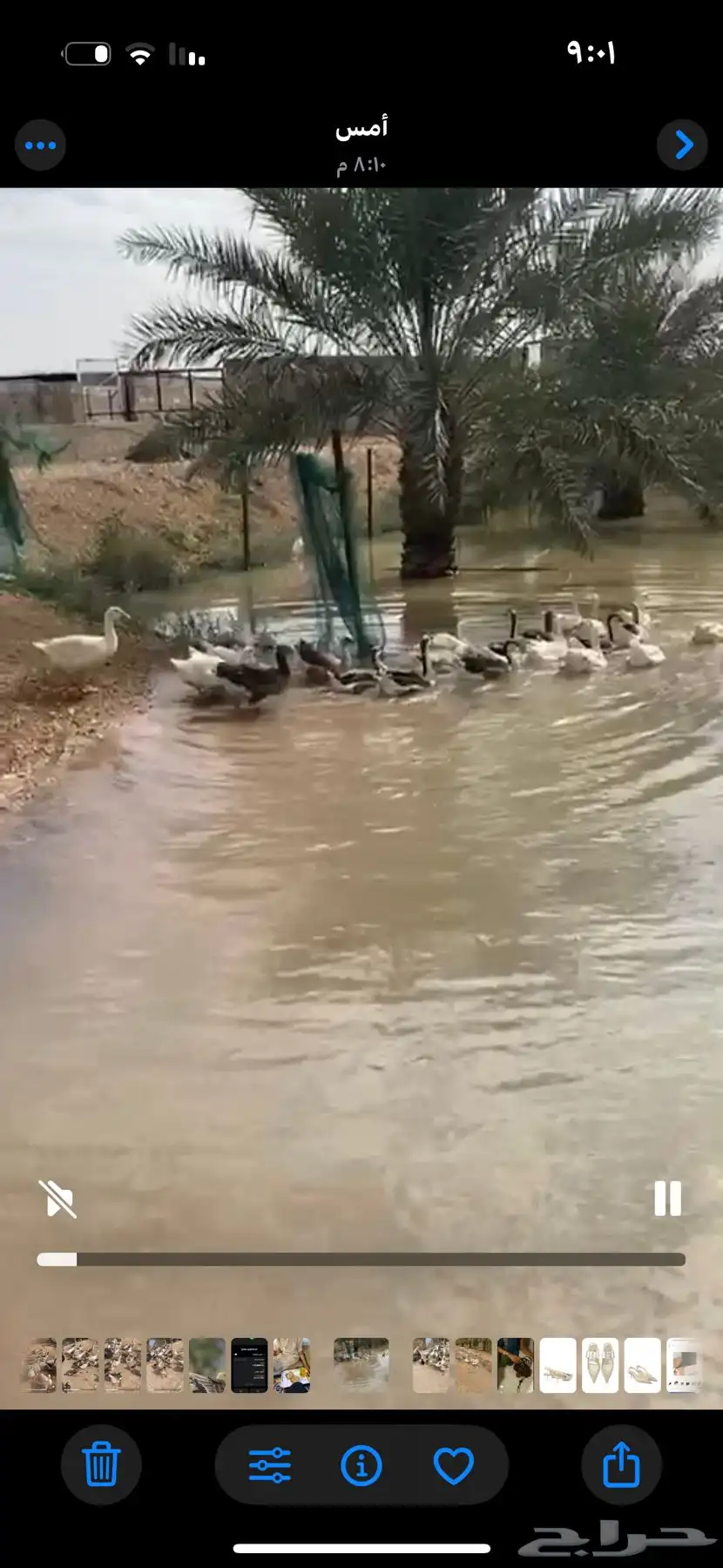 بط عراقي للبيع (بالحبه والجمله ) 1