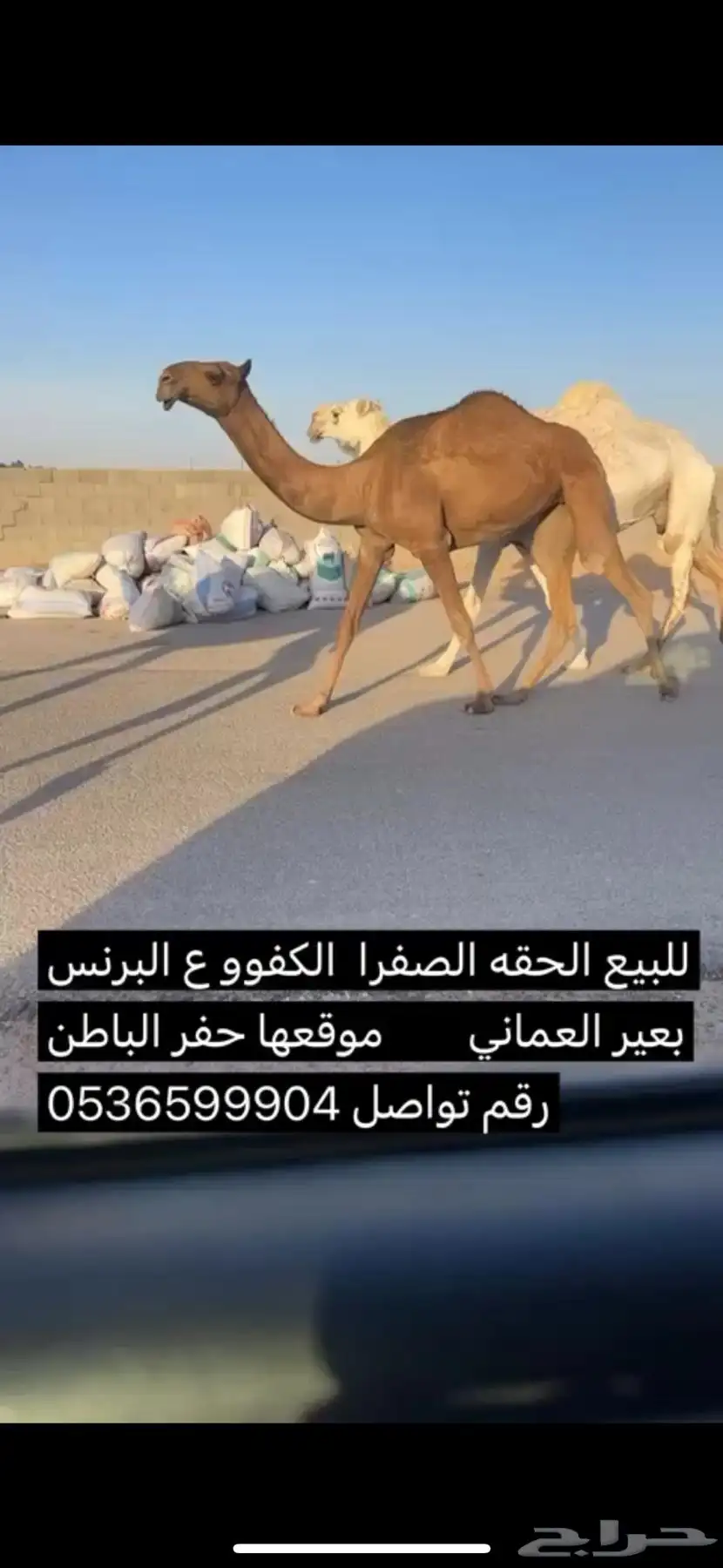 للبيع الحقه الصفرا ع البرنس بعير العماني 0