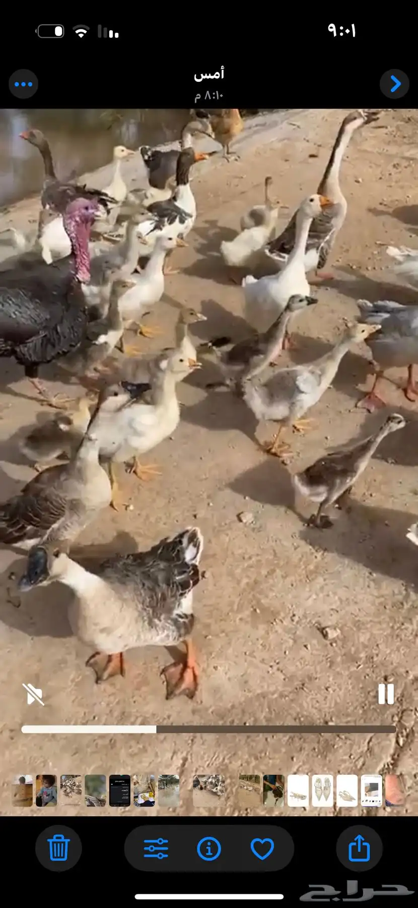 بط عراقي للبيع (بالحبه والجمله ) 4