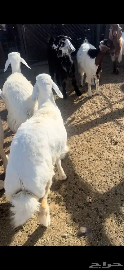 ذبايح طليان وتيوس وجفار 5