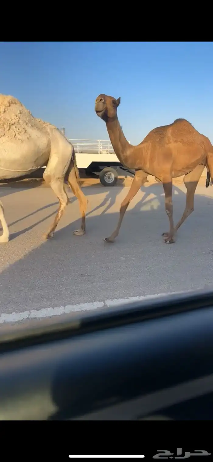 للبيع الحقه الصفرا ع البرنس بعير العماني 2