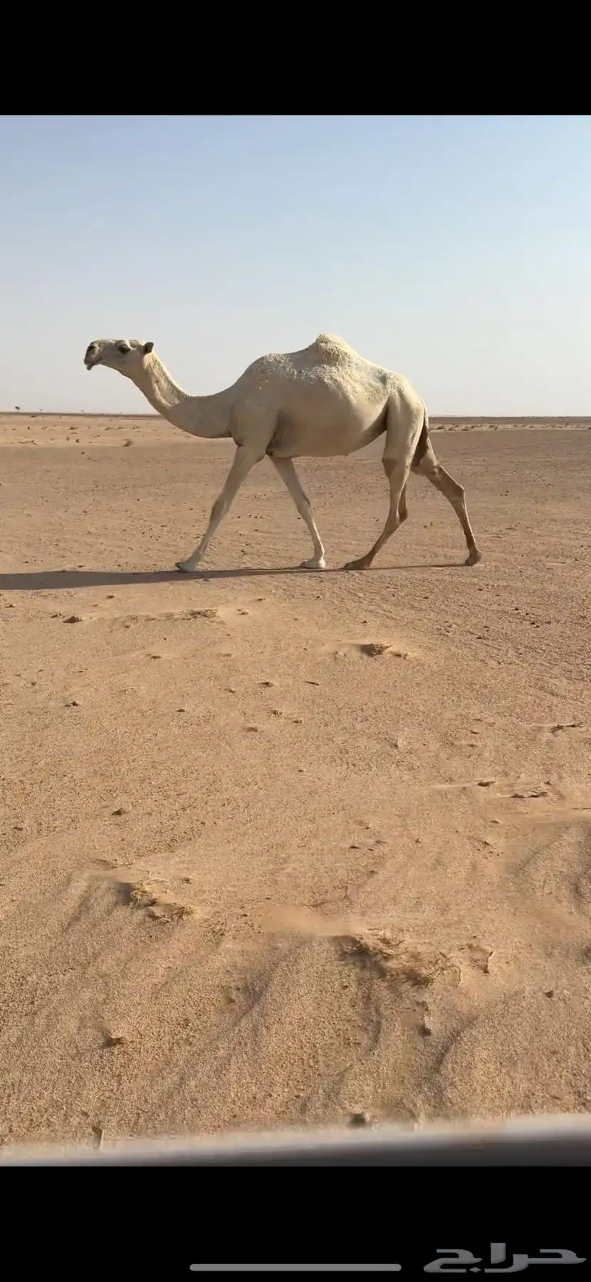 خلفه بكر وبكره ثنيه 4