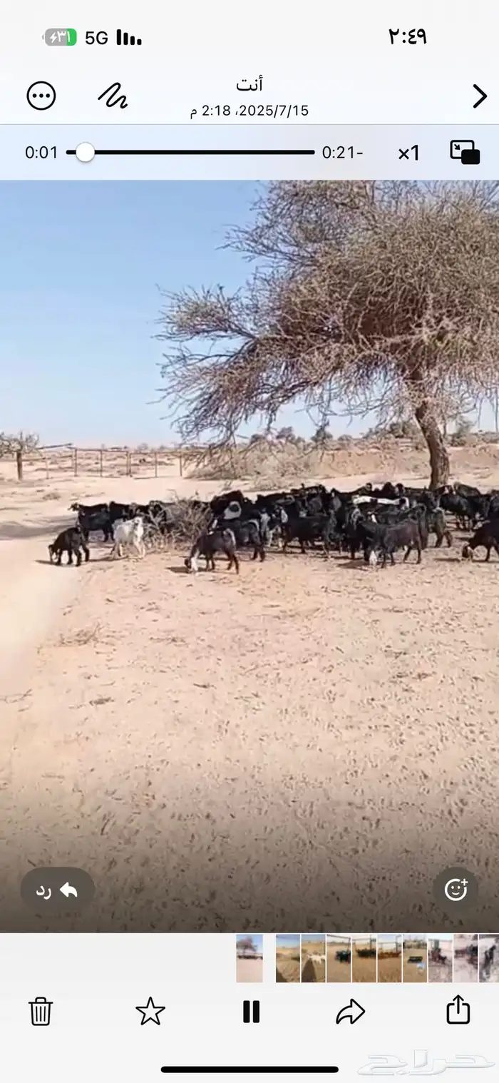 تيوس وعنقان مراح واحد نظاف وسمان 0
