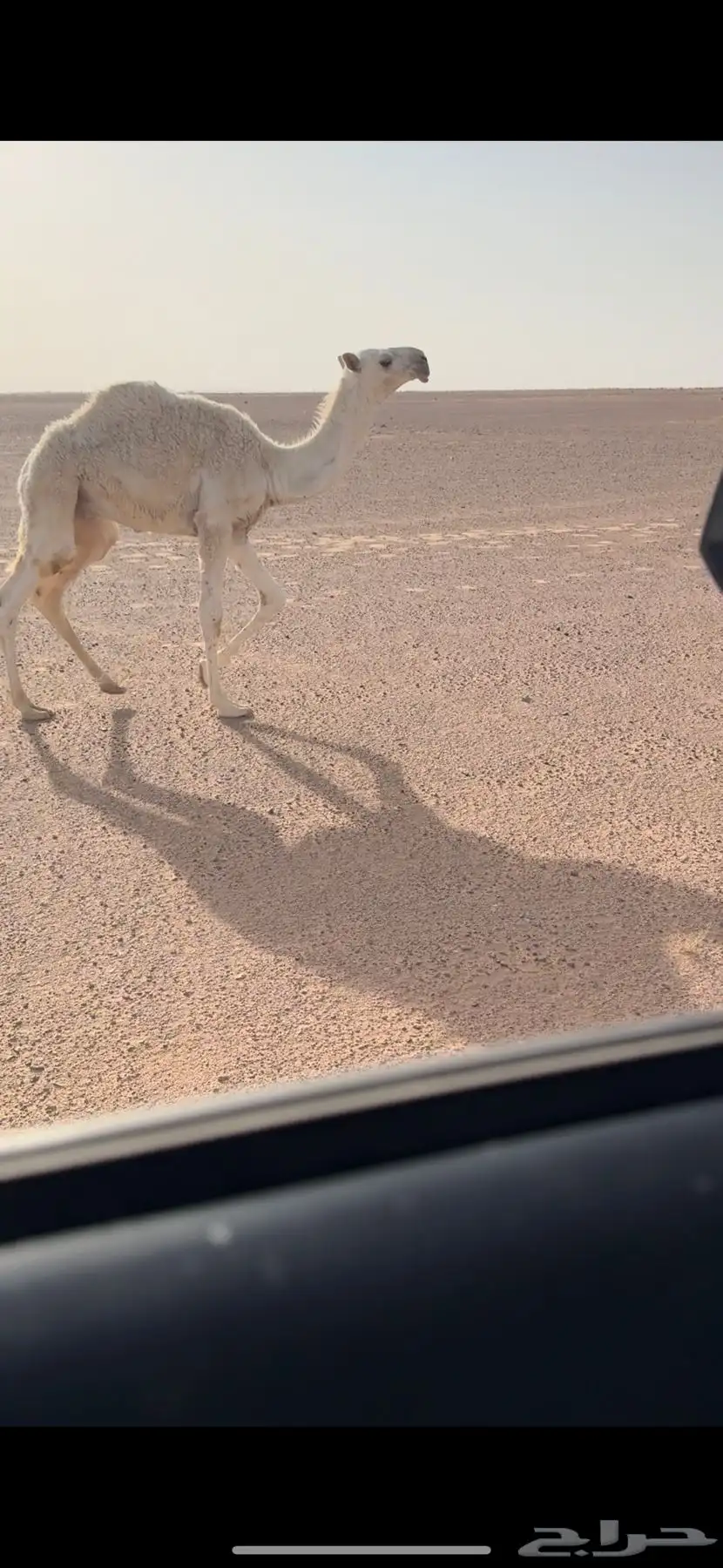 خلفه بكر وبكره ثنيه 3