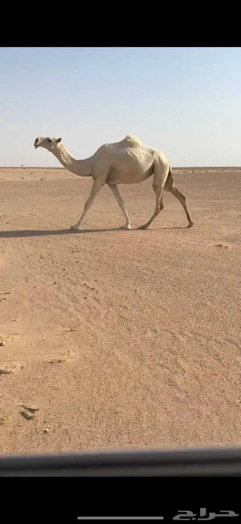 خلفه بكر وبكره ثنيه 6