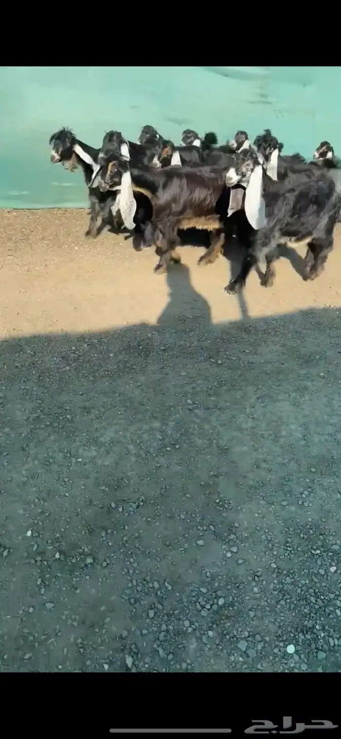 جفرات عوارض خصم الخصم تممم البيع 2