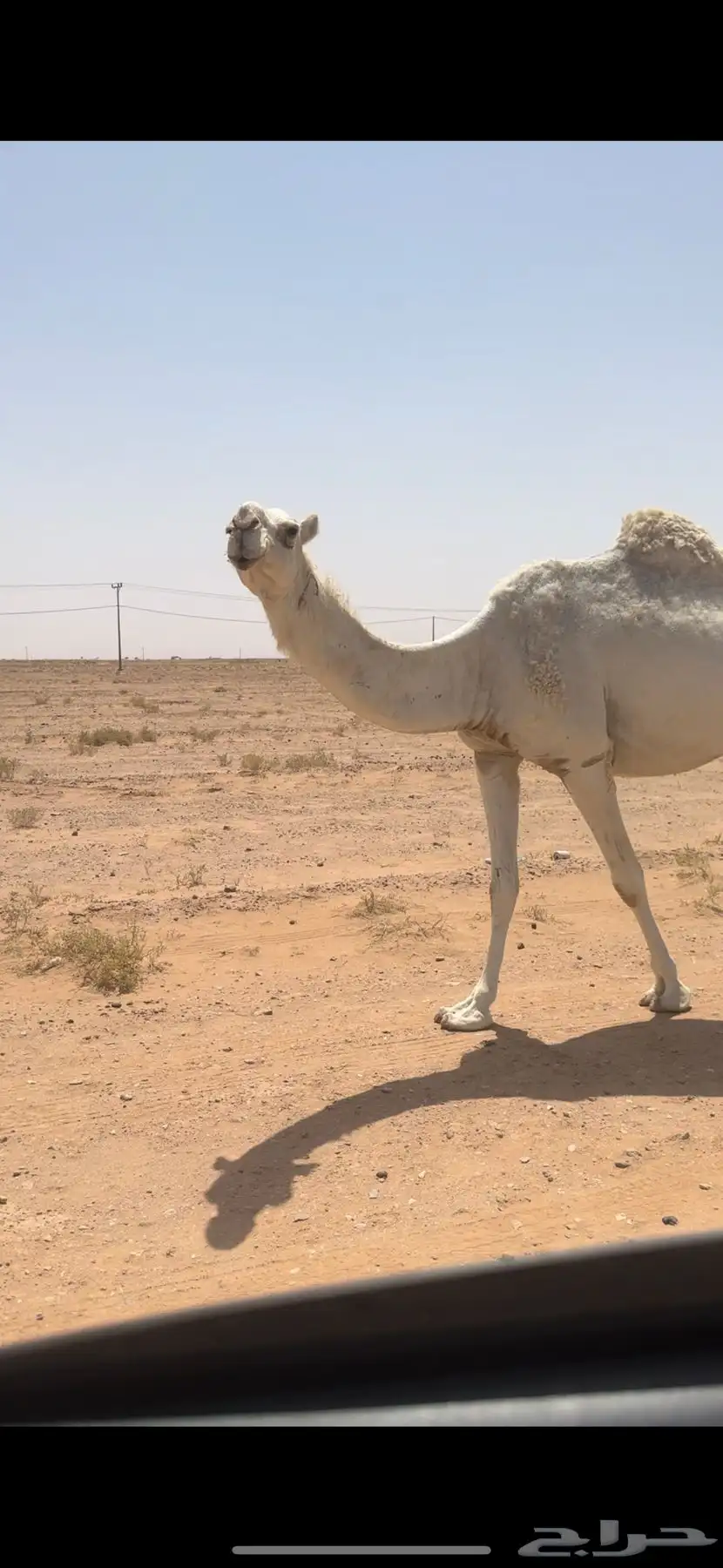 خلفه بكر وبكره ثنيه 0