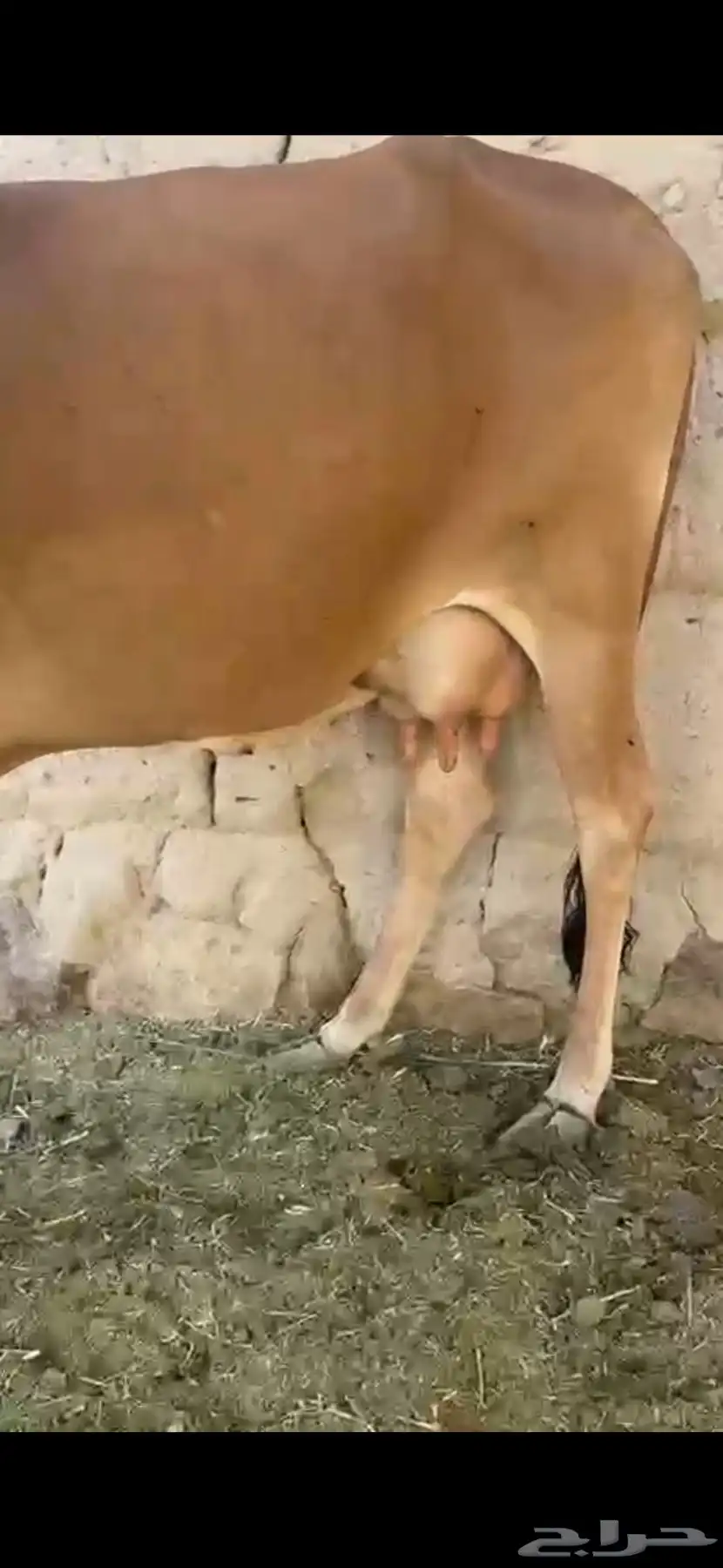 بقره كفو عليها حسيله 4