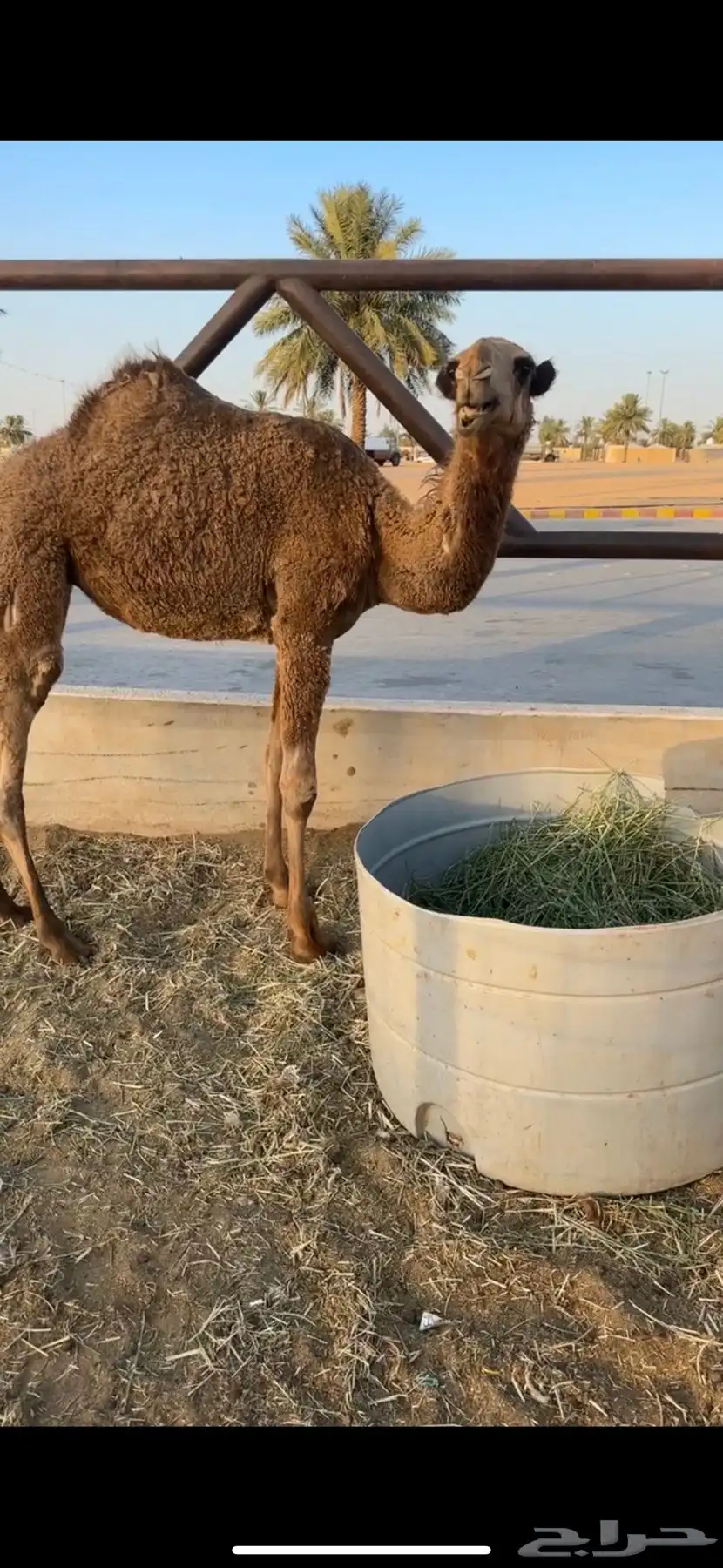 بكره شعلا 0