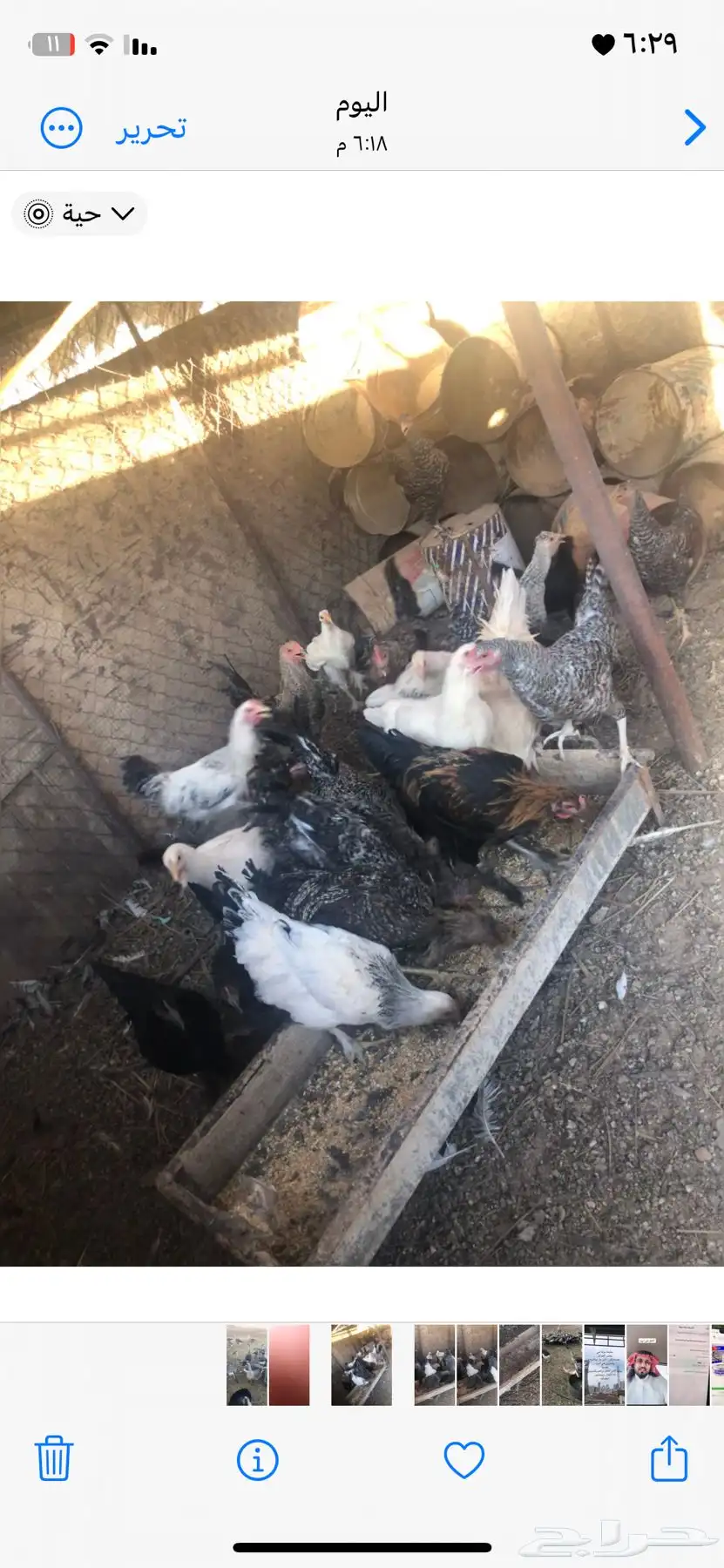 طيور 0