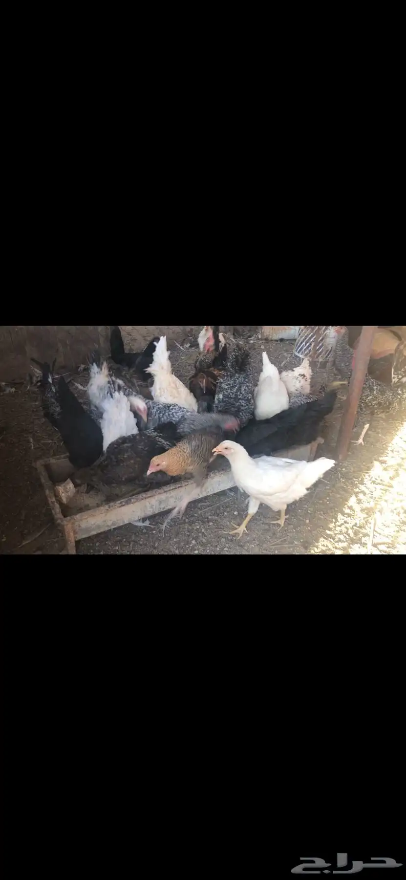 طيور 1