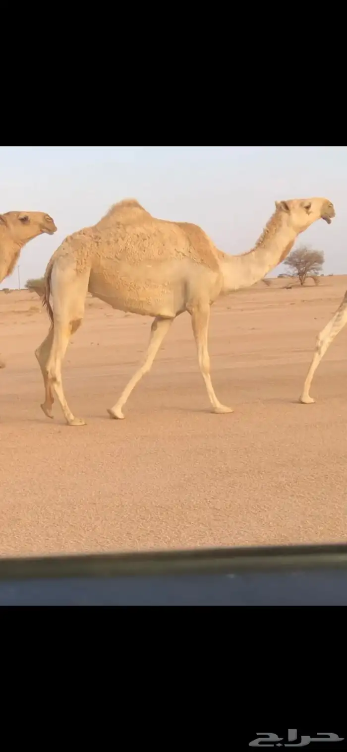للبيع بكره ثنيه شقحا كفو (( تم البيع)) 0