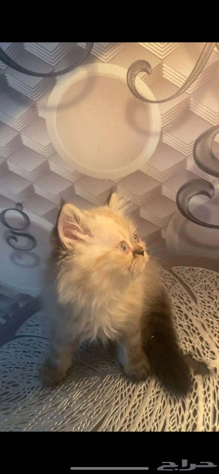 قطط 4