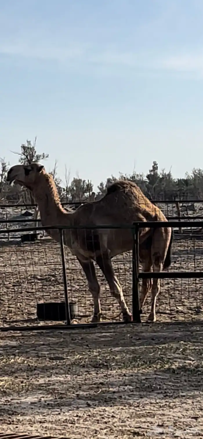 بعير عقابي على النادر. الجليدي 1