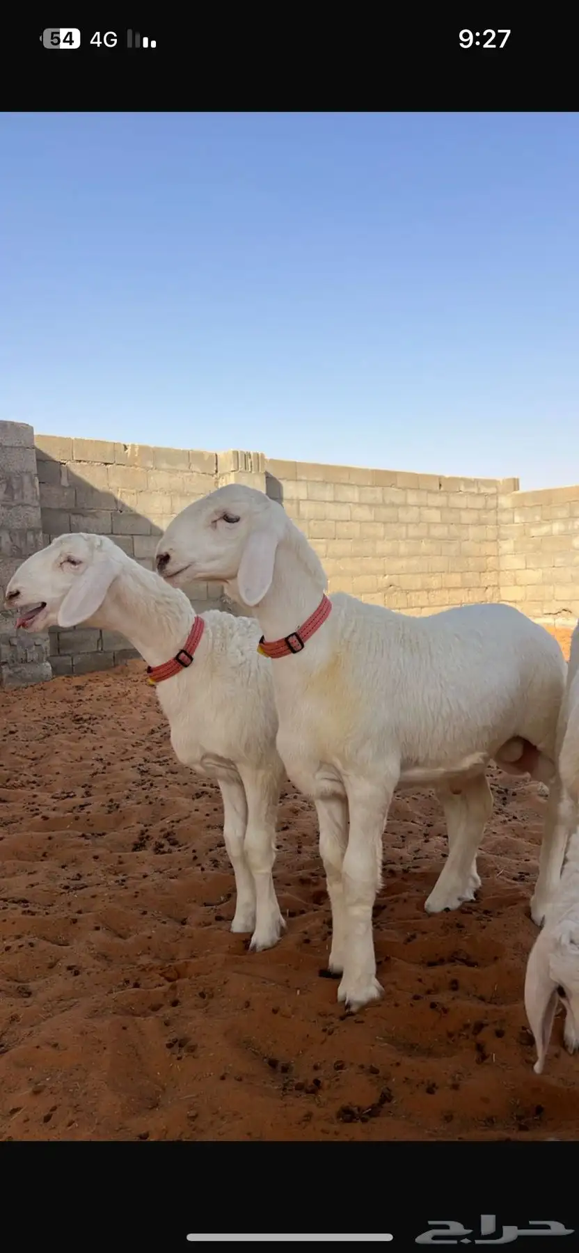 فحل حري صنف من مراح طويق 5
