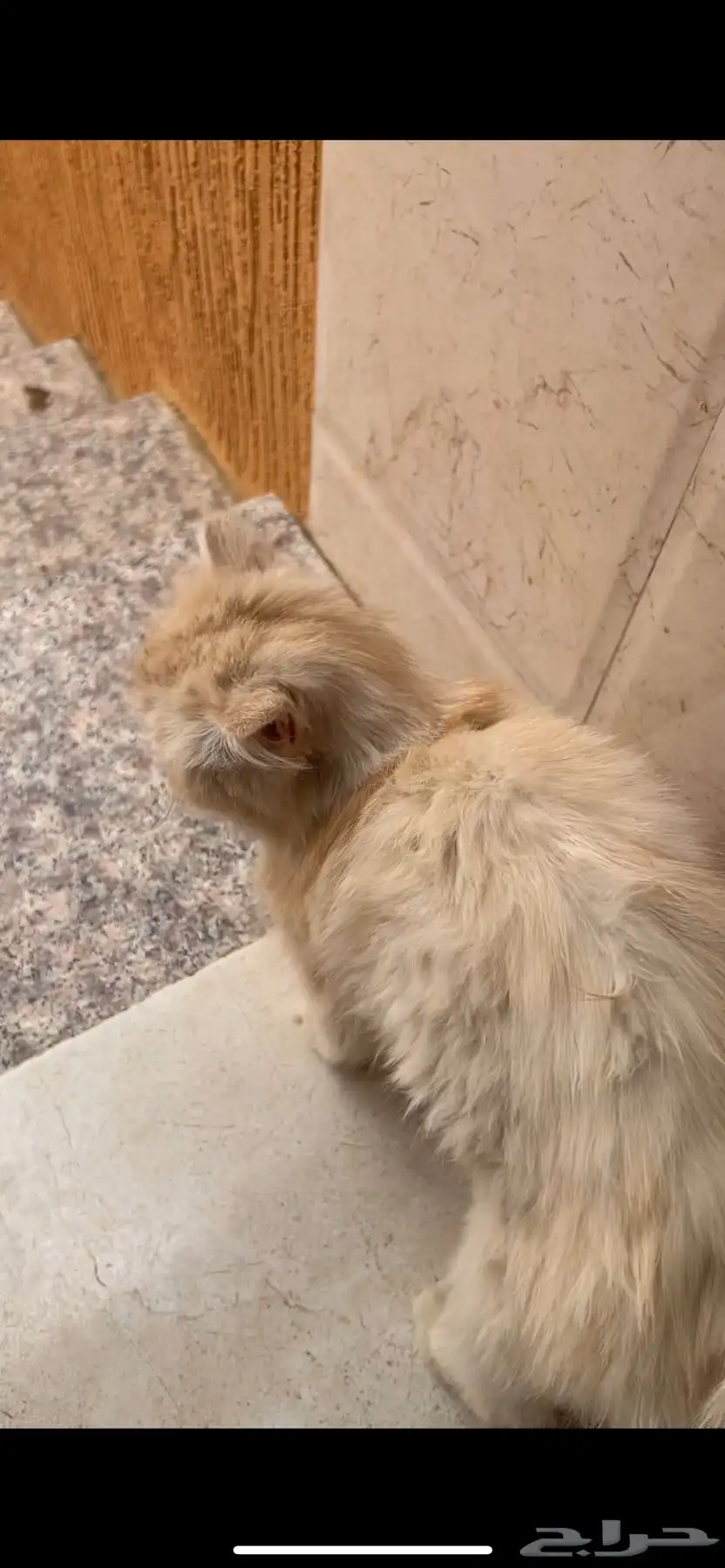 بسة انثى م تخلي عنها   او ضايعه . 4