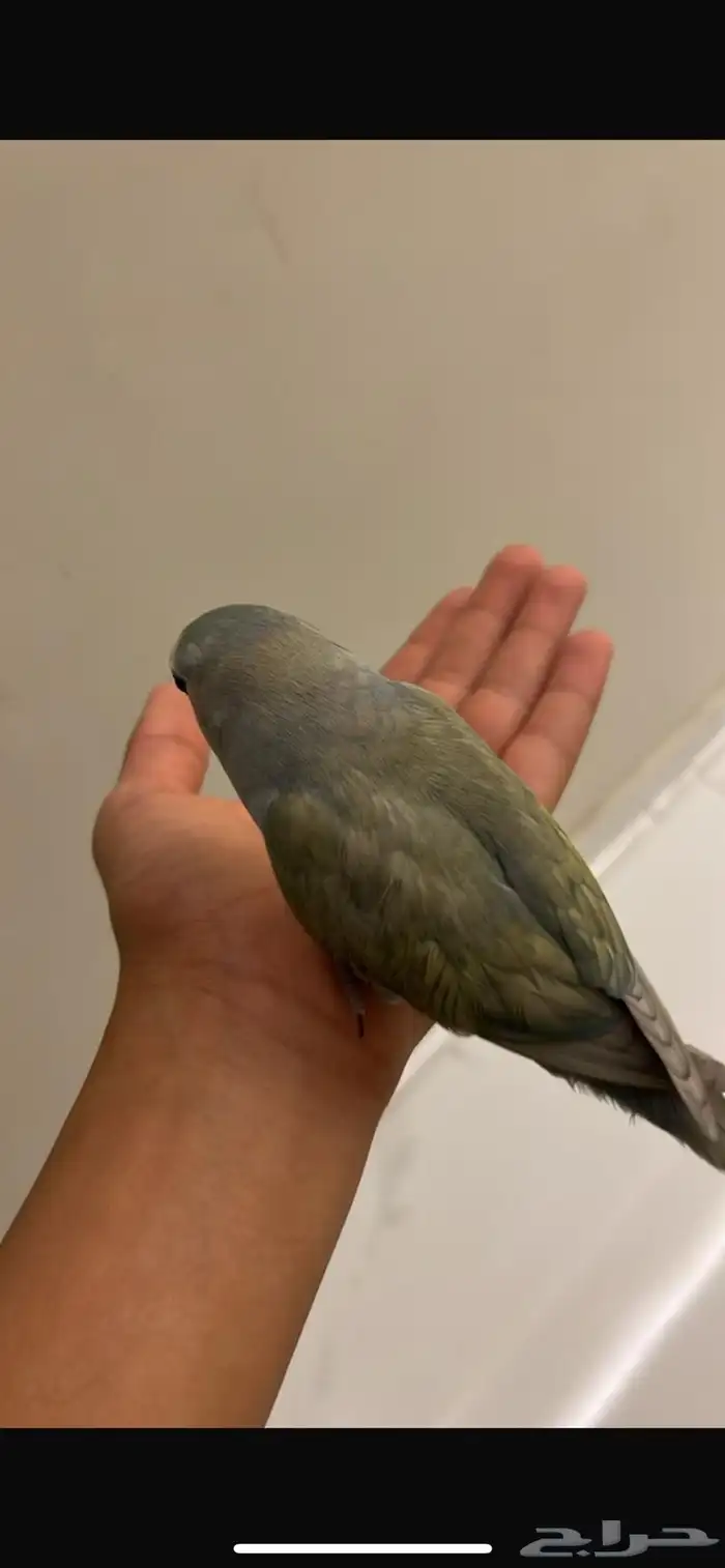 روز 0