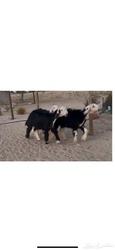 رخال نجد صنف 0