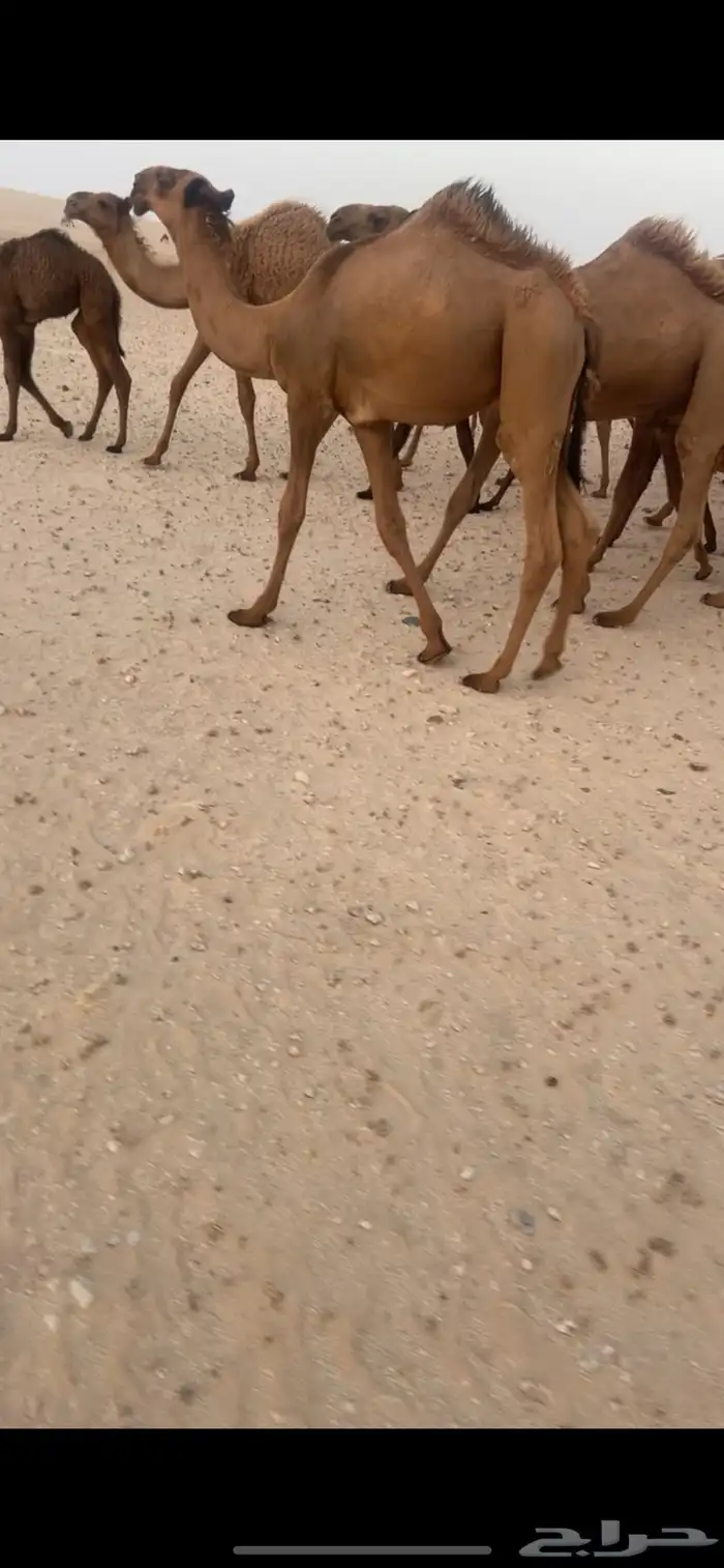 قعود كفو 3