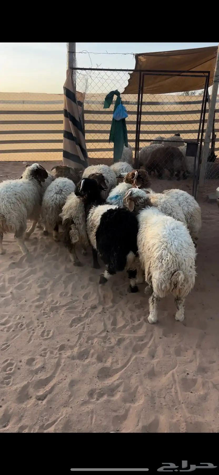 جذعان البيع تفريد او جمله 2