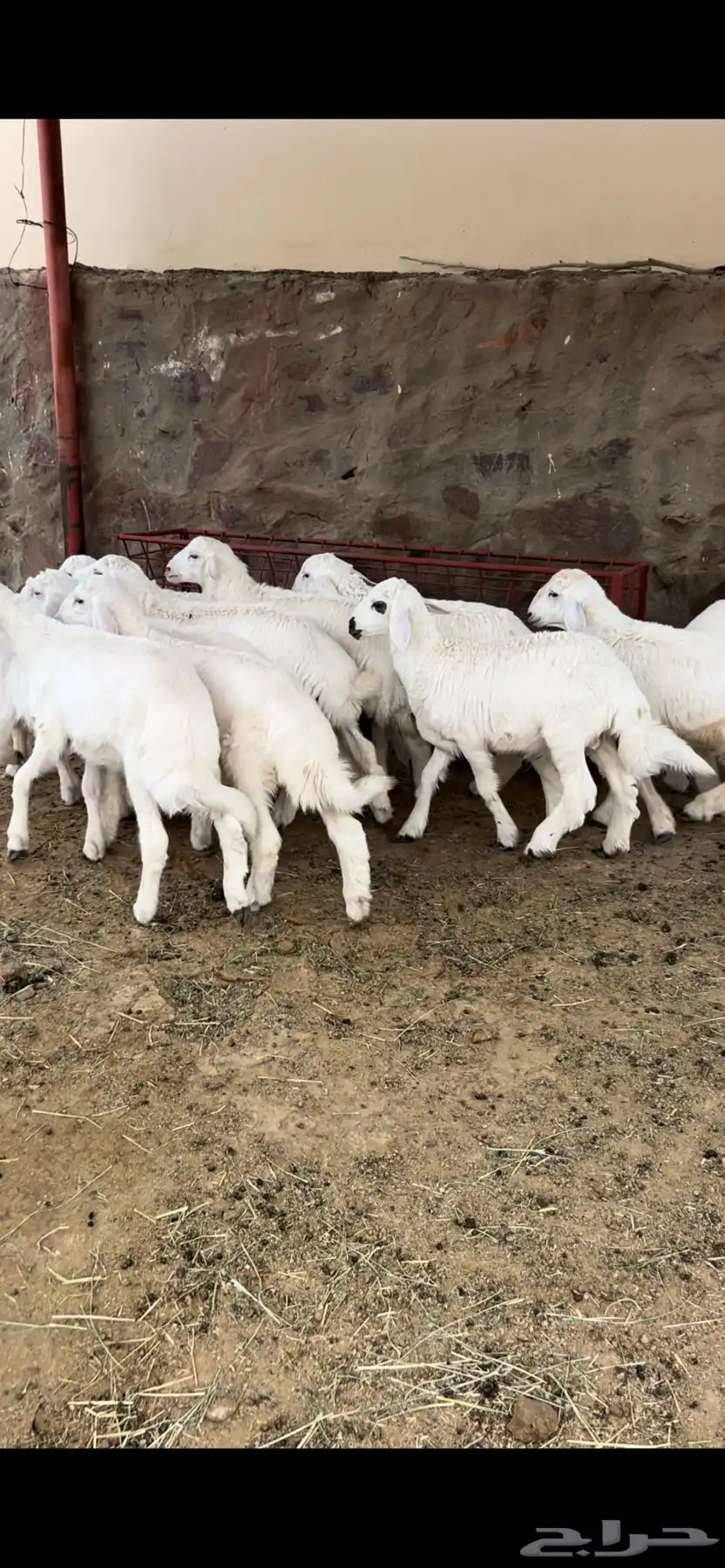 طليان 7