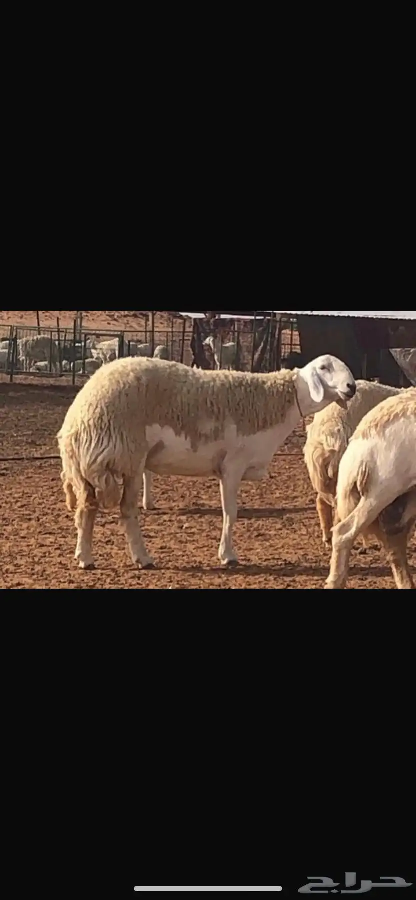 فحل حري صنف من مراح طويق 7