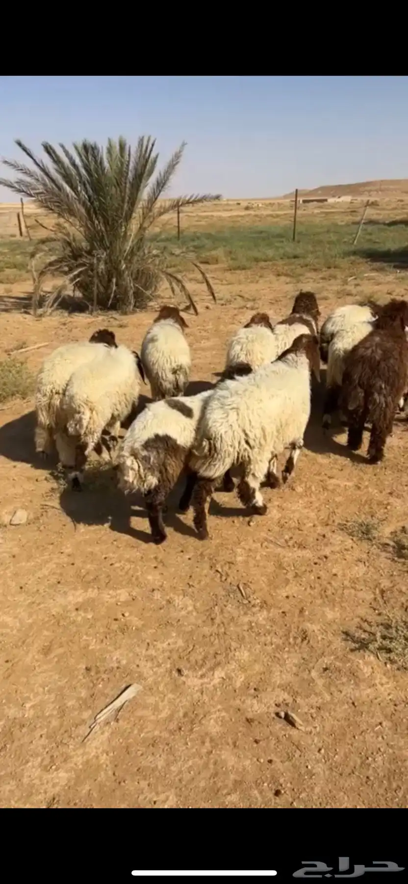 السلام عليكم ورحمة الله وبركاته 0