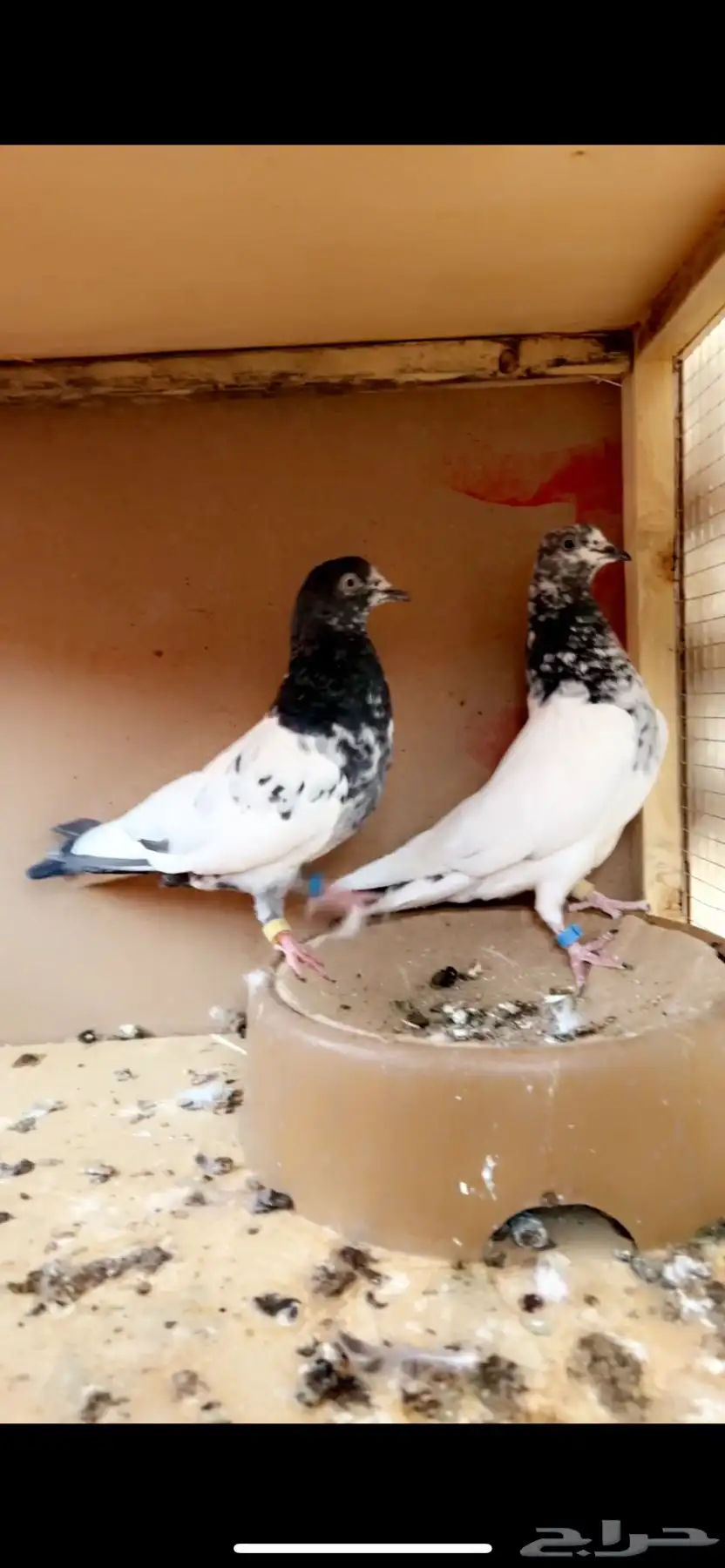 جوز تيدي بيور انثى جونسرا ذكر كلسرا 2