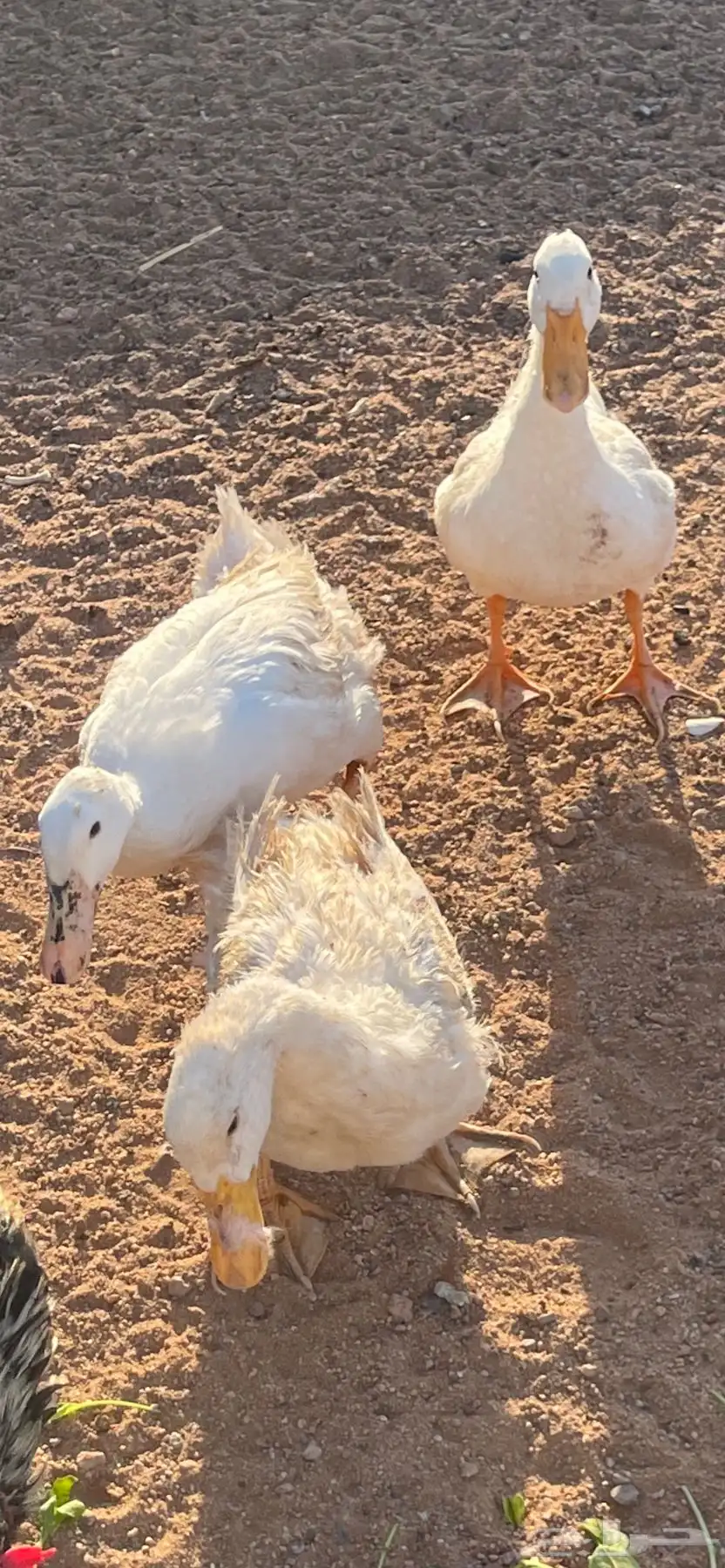 بط منتج 0