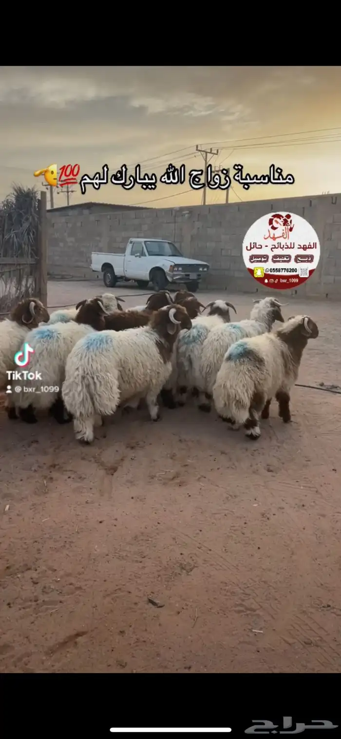 ذبائح الفهد   حايل 7