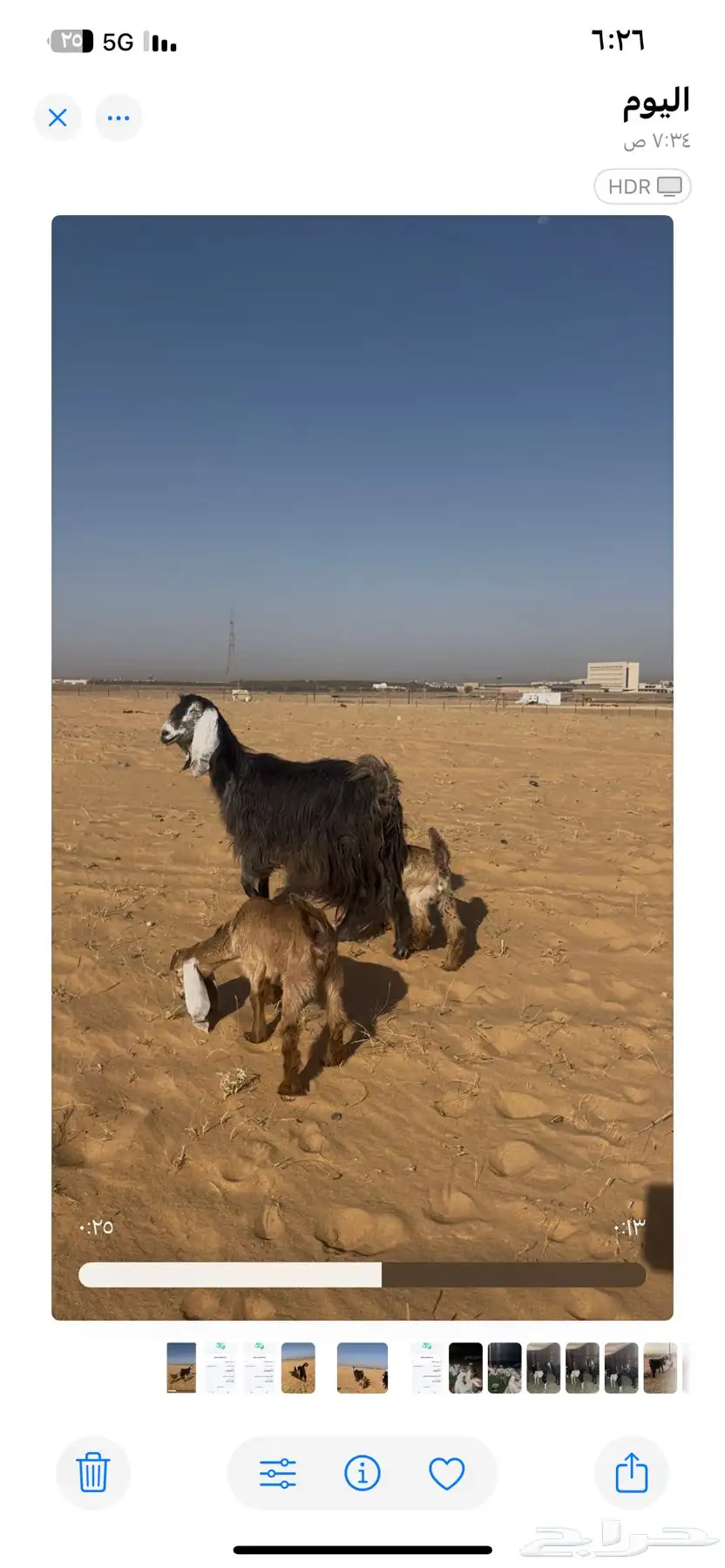 عنز معها ثنين 0
