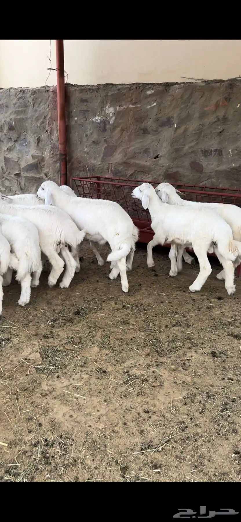 طليان 3